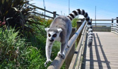 Exploring the Wildlife Wonders: A Visit to the Zoo in Wales